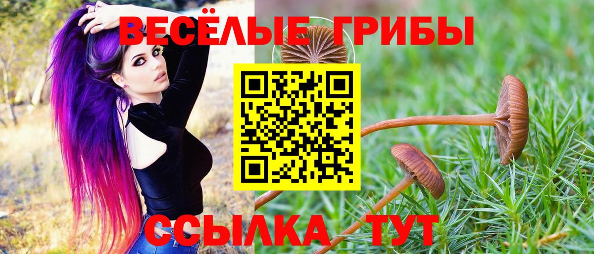 Павловский Посад  цены   Псилоцибиновые грибы Cubensis  Вход с VPN  Псилоцибиновые грибы MAGIC MUSHROOMS 